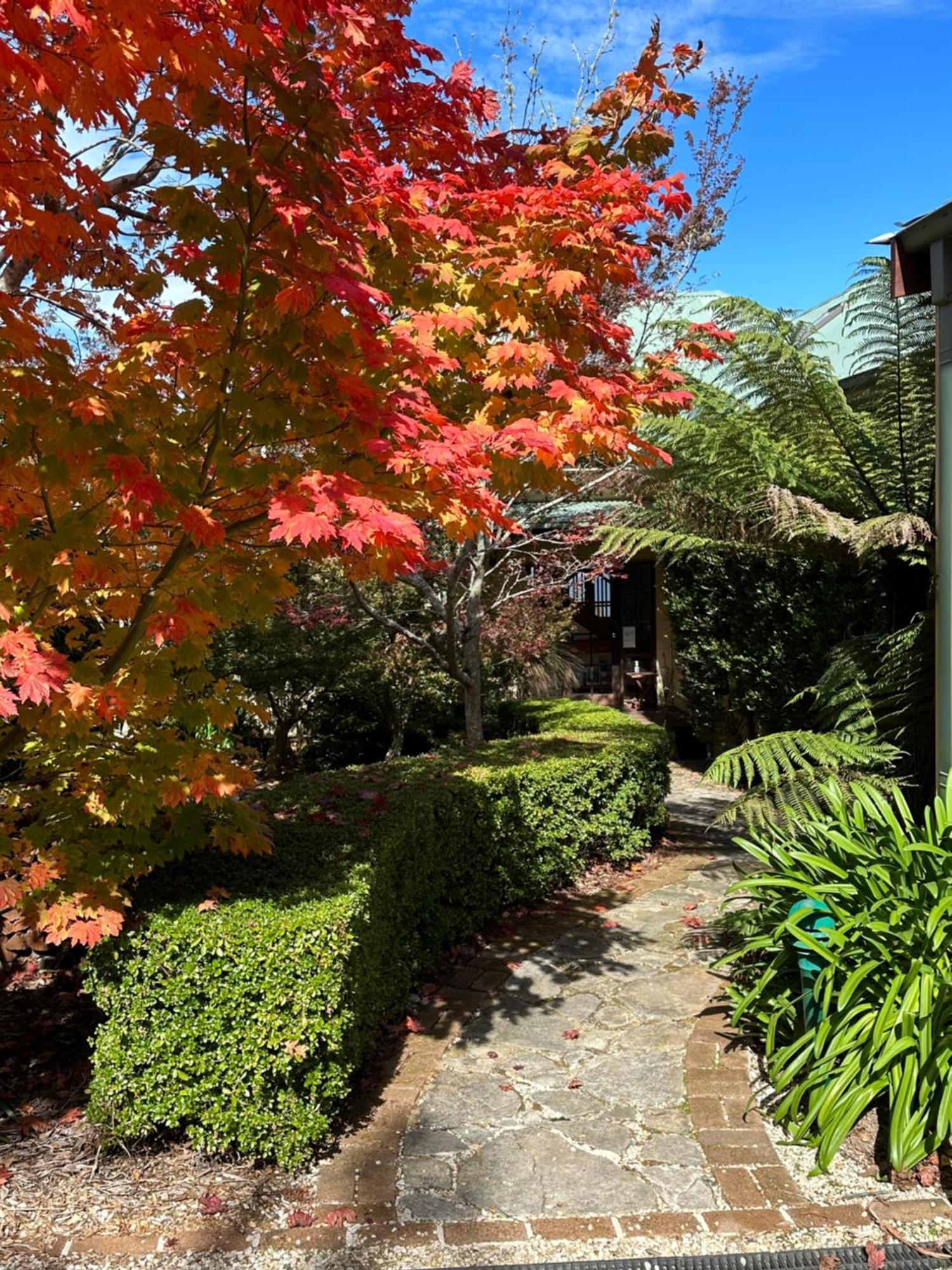 Valley Of The Waters B&B Wentworth Falls Exterior foto