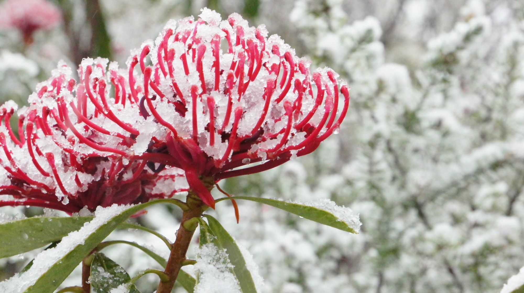 Valley Of The Waters B&B Wentworth Falls Exterior foto